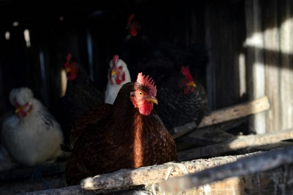 Vers de farine pour les poules : un aliment nutritif incontournable